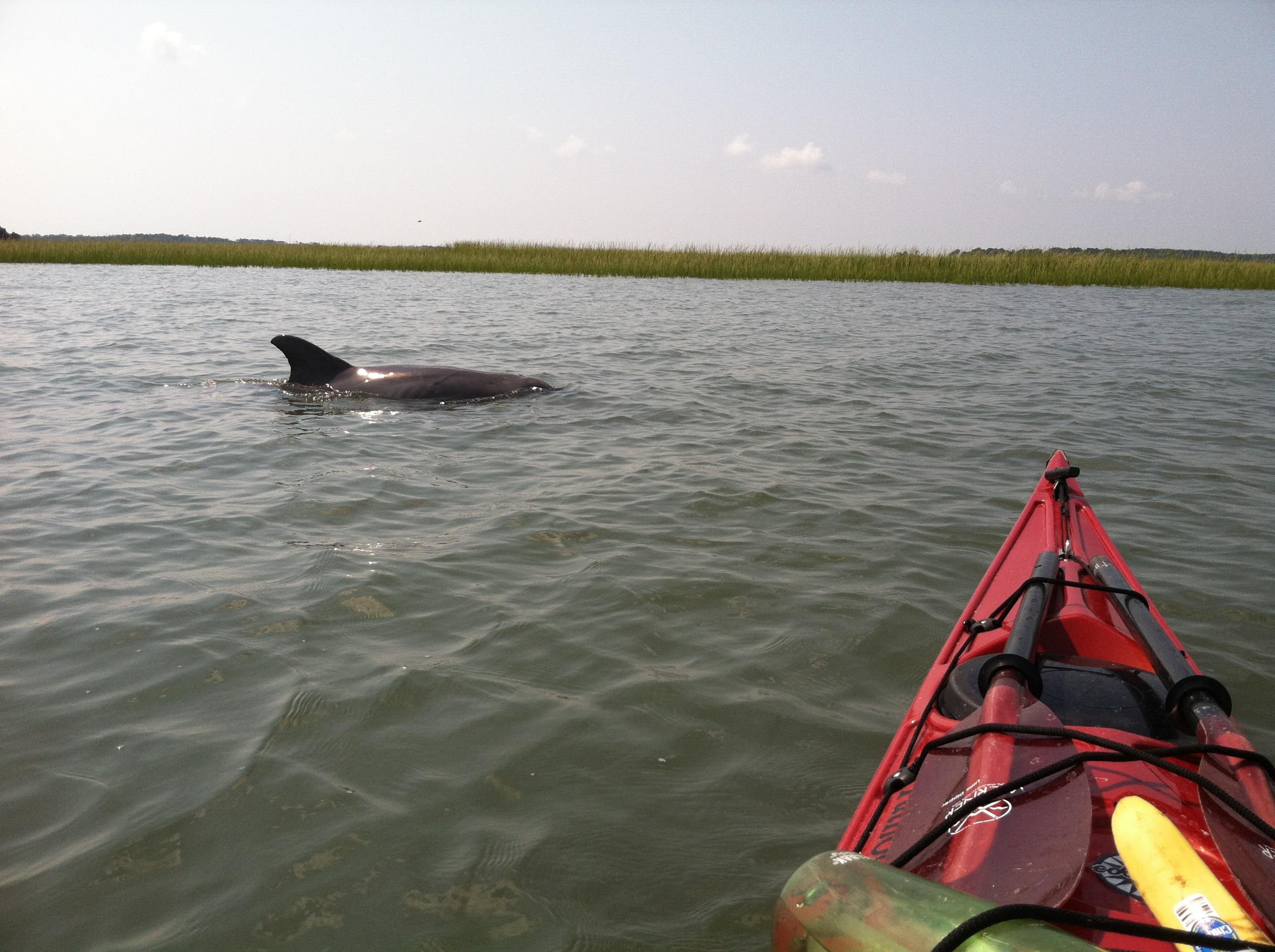 Kayaking With A Dolphin - Charleston Outdoor Adventures